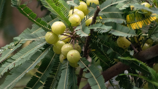 5 Scientifically Proven Ayurvedic Herbs to Improve Gut Health Naturally