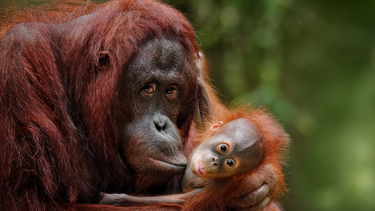 The Healing Wisdom of Orangutans: Why Protecting Them Matters Now More Than Ever